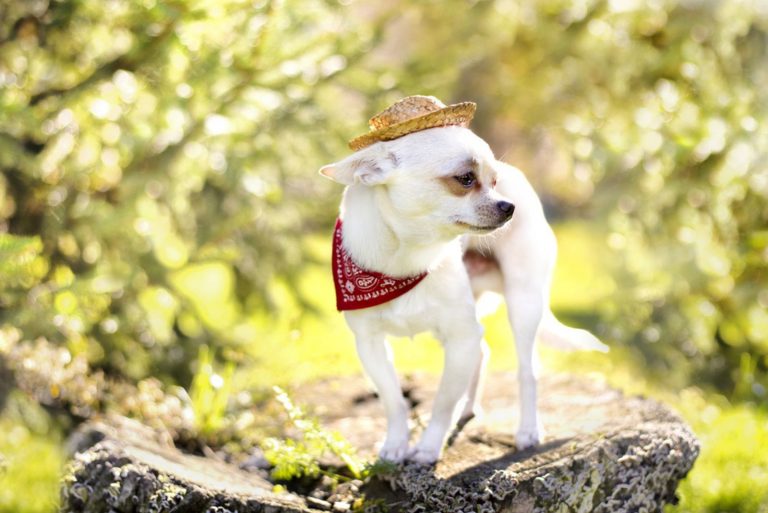 cute chihuahua dog with hat