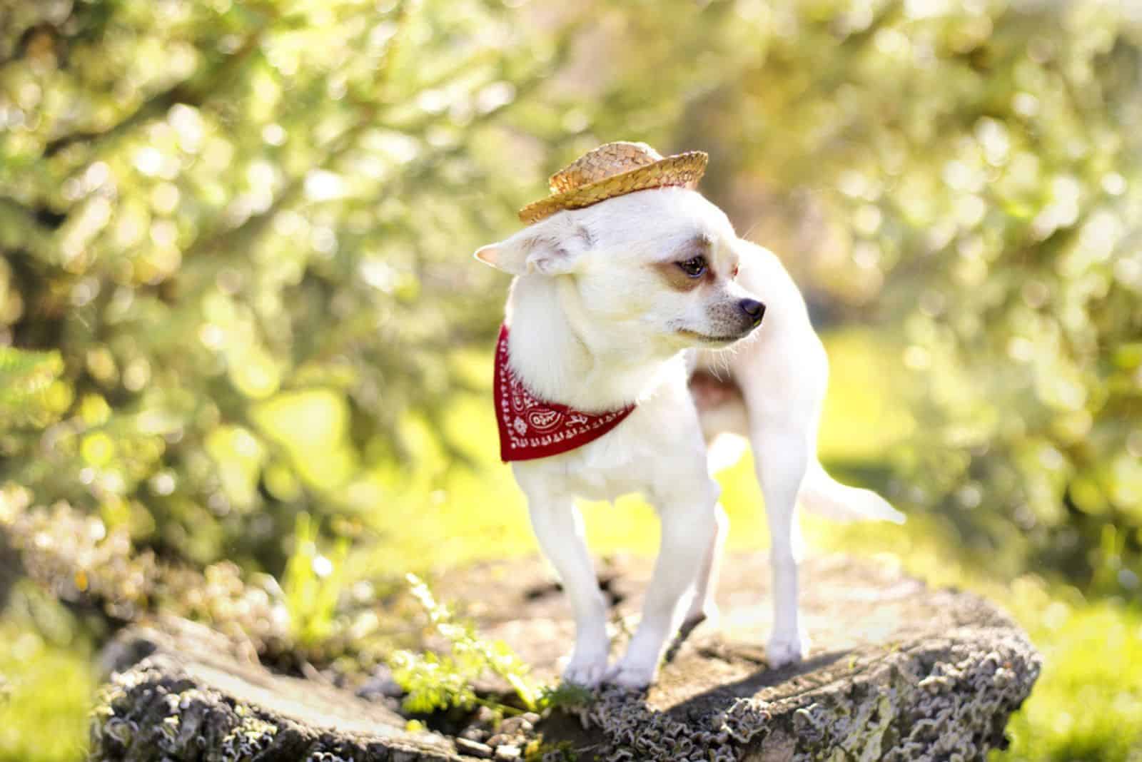 cute chihuahua dog with hat