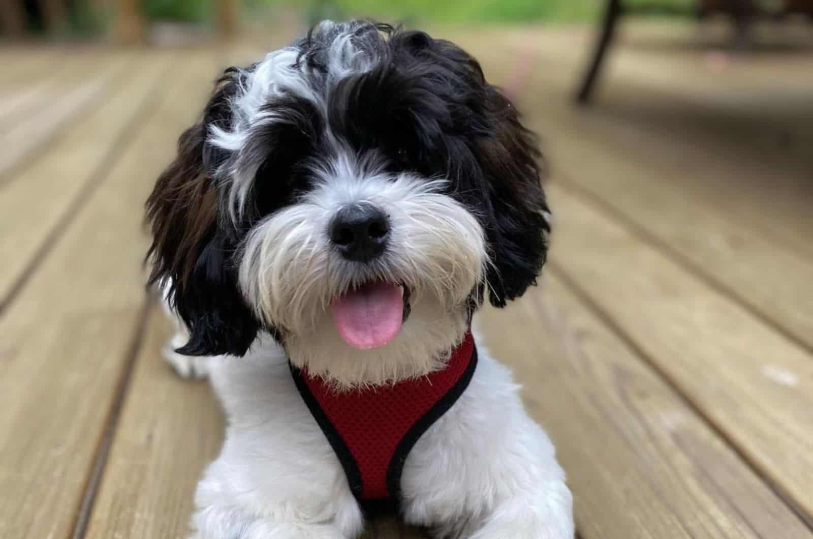 shih poo with a cute haircut