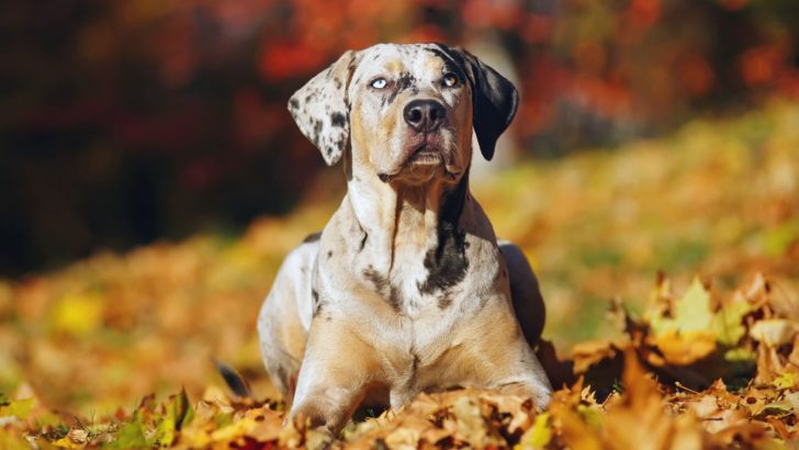 27 Catahoula Mixes: Mixing The Best Of The South