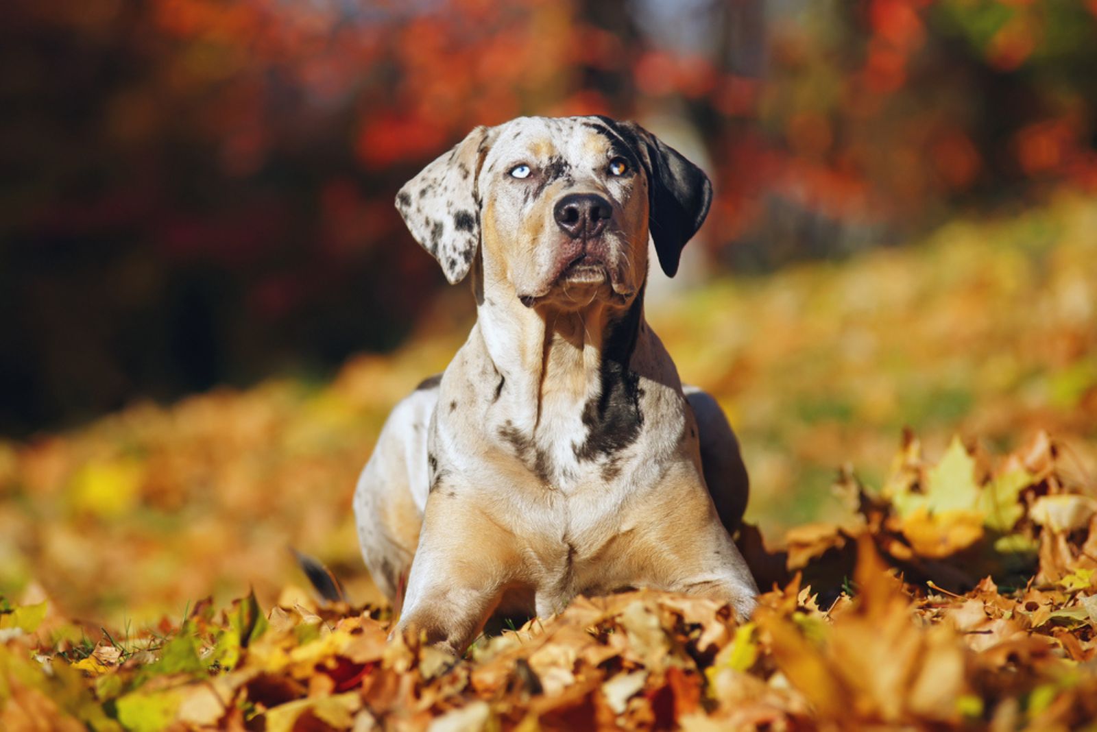 catahoula dog laying in the leaves