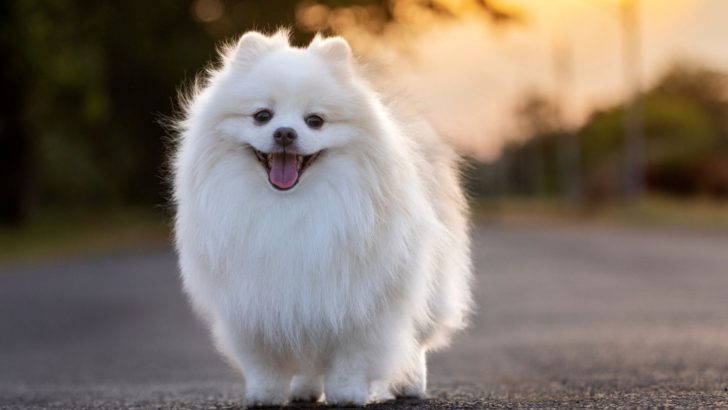 3 Japanese Spitz Breeders In The U.S.: Rare And Precious