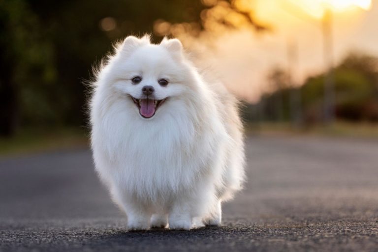 japanese spitz dog standing on the road