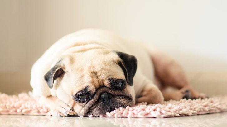 3 Signs Of When To Euthanize A Dog With Tracheal Collapse