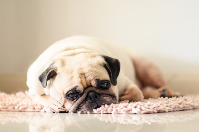 sad pug lying on floor
