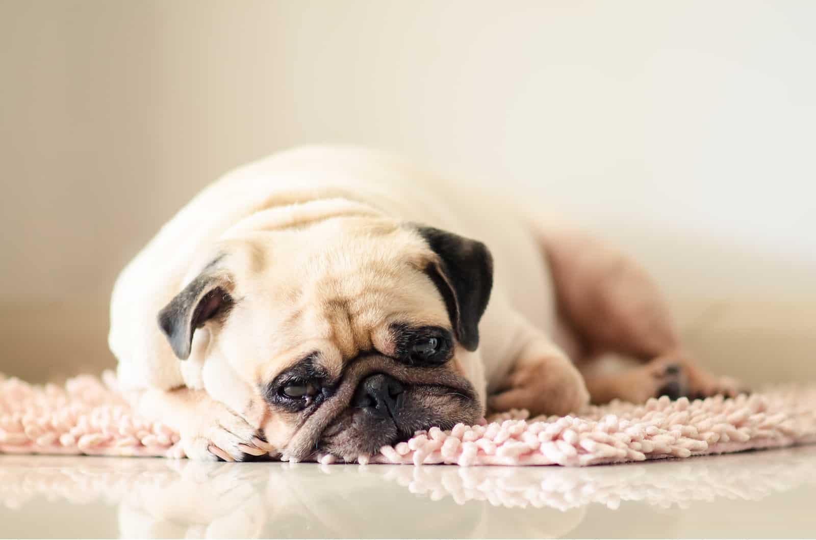 3 Signs Of When To Euthanize A Dog With Tracheal Collapse