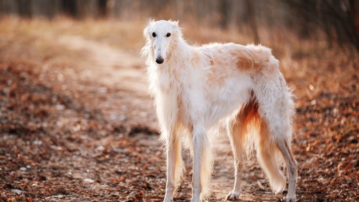 30 Borzoi Colors For A Breath Of Bourgeoisie