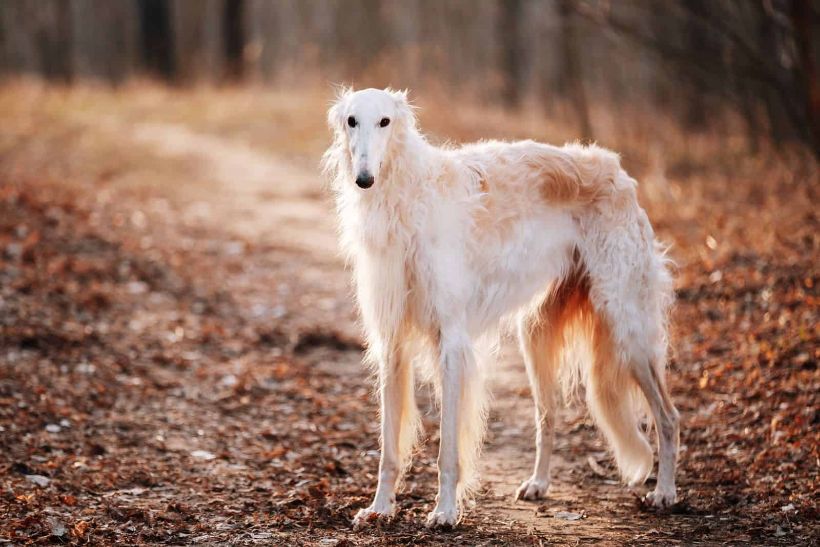 Borzoi stands in the forest