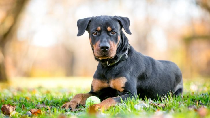 33 Incredible Rottweiler Mixes For Every Rottie Lover 
