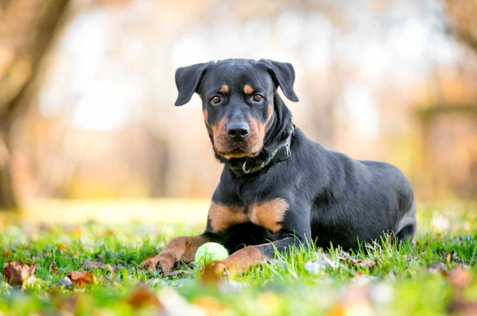 rottweiler mix dog sitting in the park