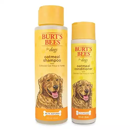 16 Options For The Best Shampoo For A Labrador Retriever