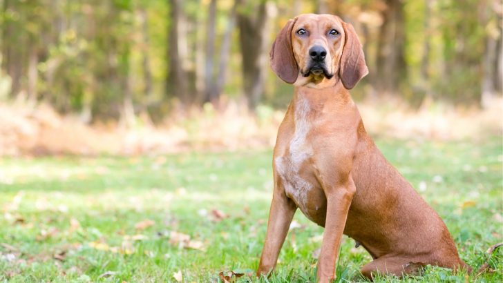 5 Best Redbone Coonhound Breeders In The US