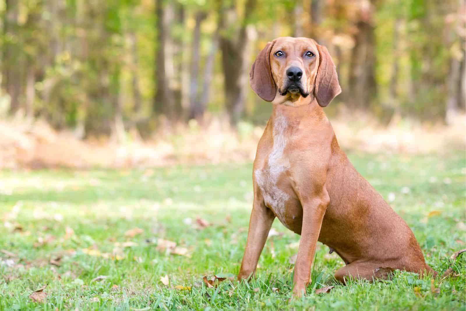Redbone Coonhound sitting on grass