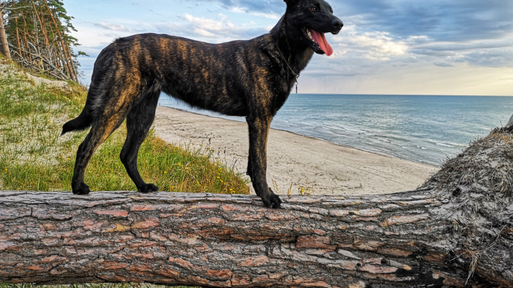 5 Dutch Shepherd Breeders With An Outstanding Reputation