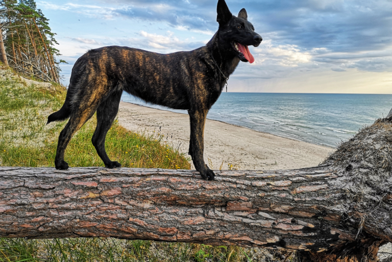 Dutch Shepherd standing on a tree