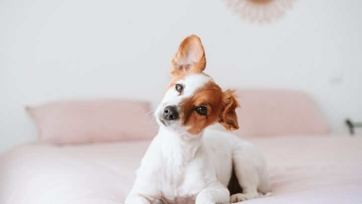 5 Facts About Dog Ear Piercings To Poke Your Conscience