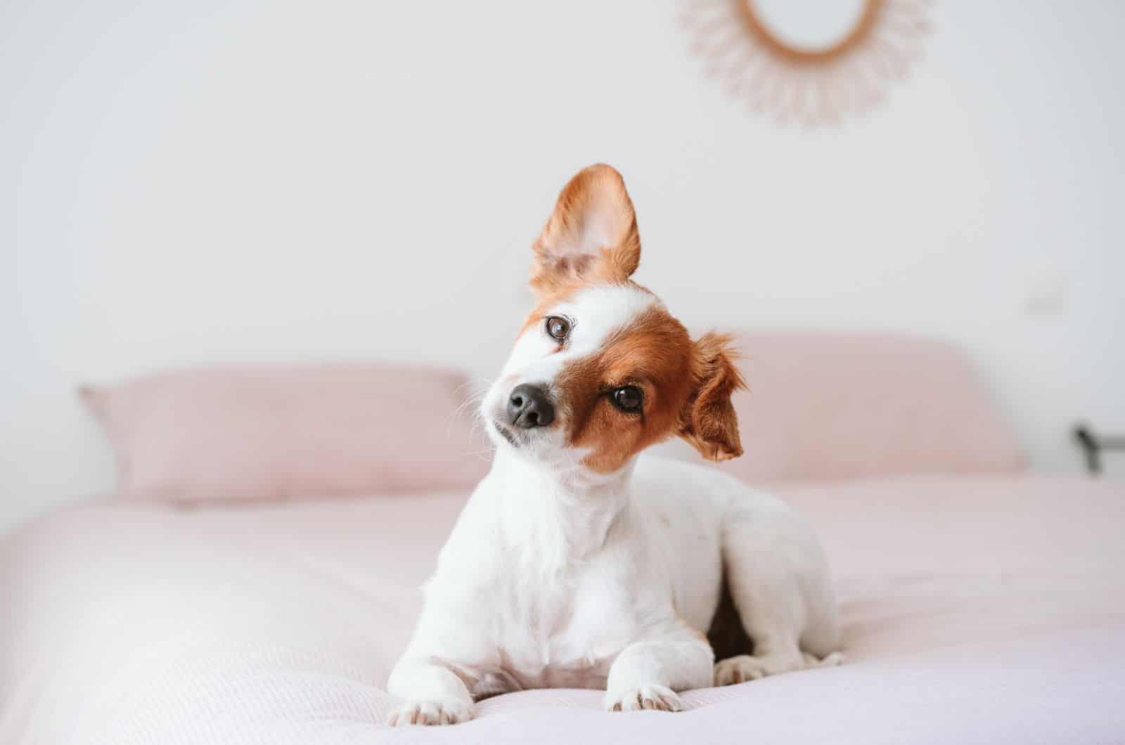 cute dog sitting on the bed with white sheets