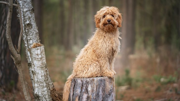 5 Reputable Cavapoo Breeders In New England