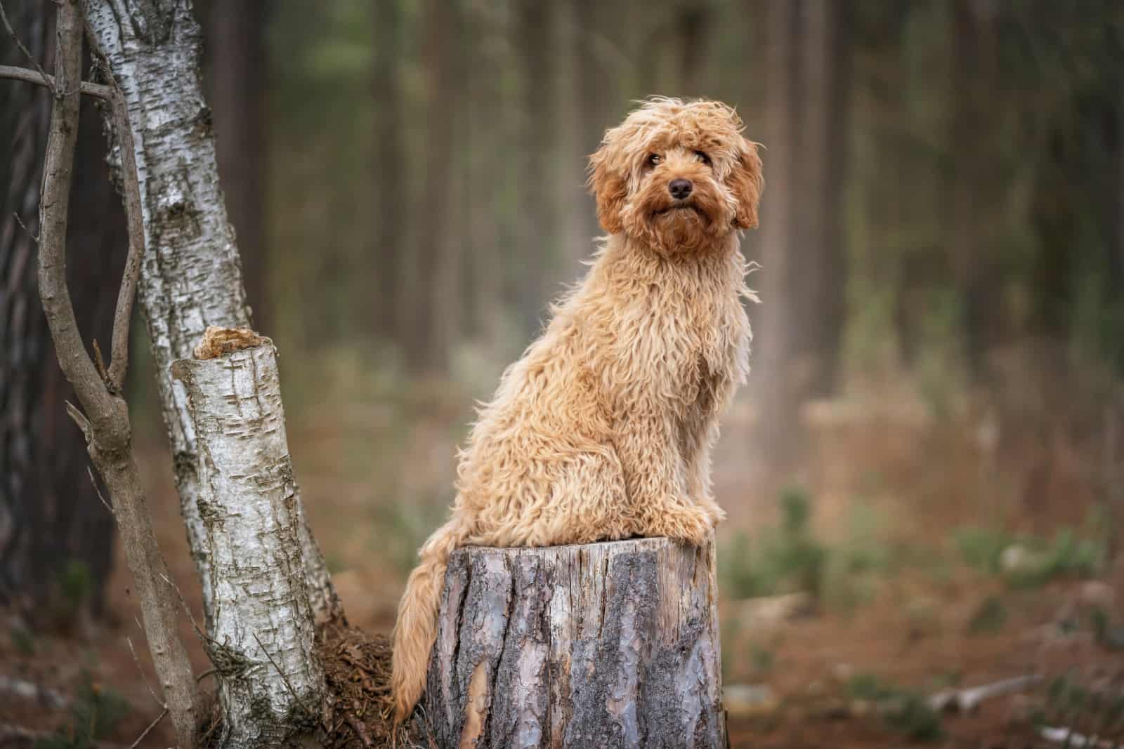 cavapoo standing on a log