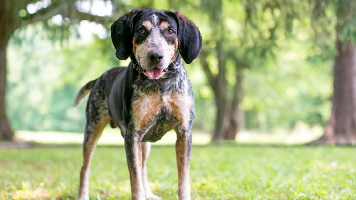 5 Reputable Coonhound Breeders
