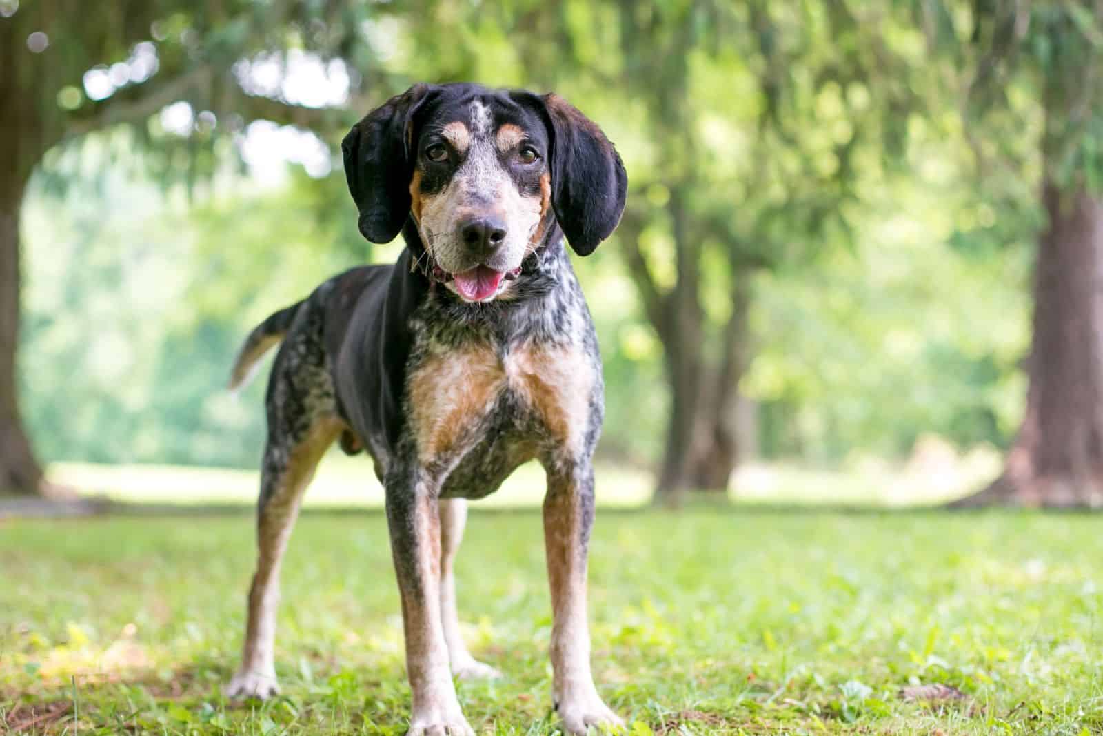 Coonhound standing in a field