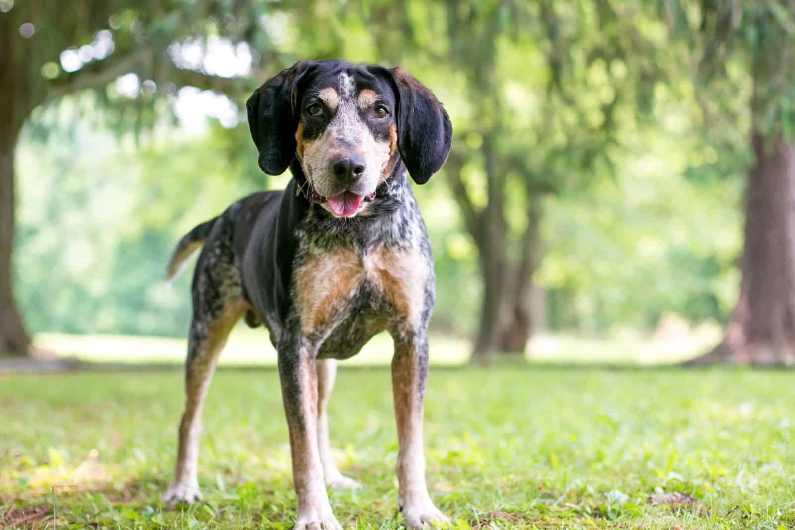 5 Reputable Coonhound Breeders