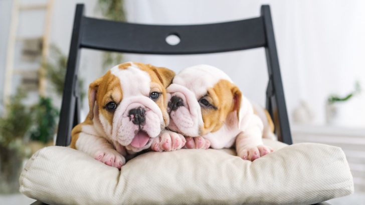 5 Trustworthy English Bulldog Breeders In Ontario