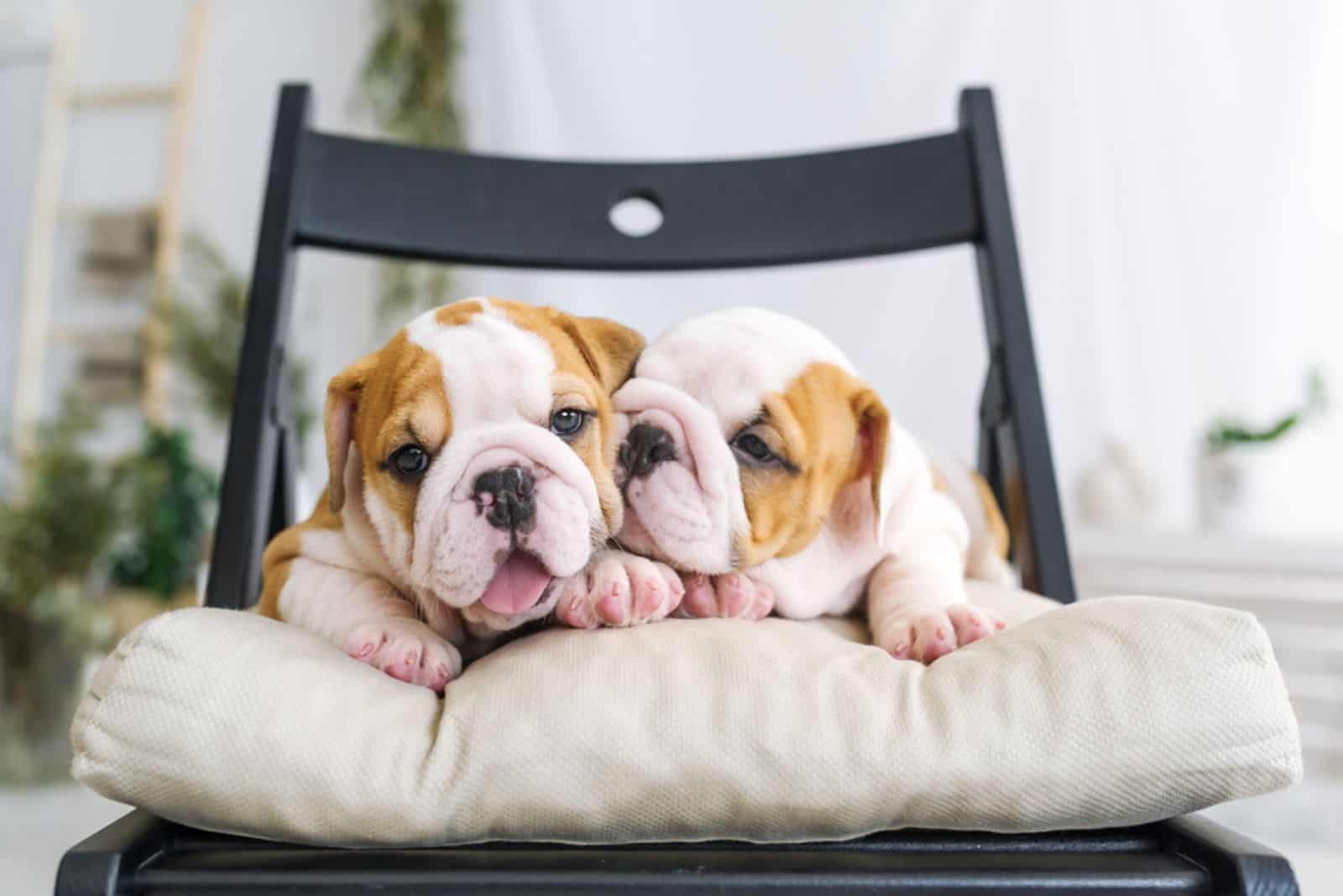 pretty puppies of a bulldog lying on a soft chair