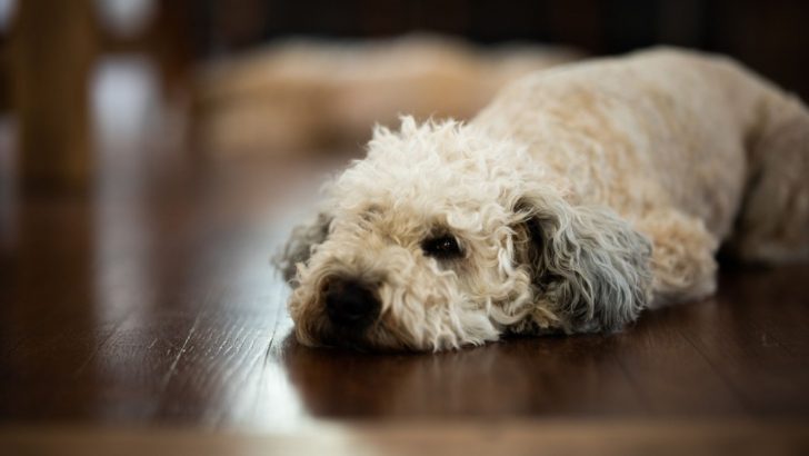 5 Whoodle Breeders In Ontario – Best Of The Whoodle Doodles