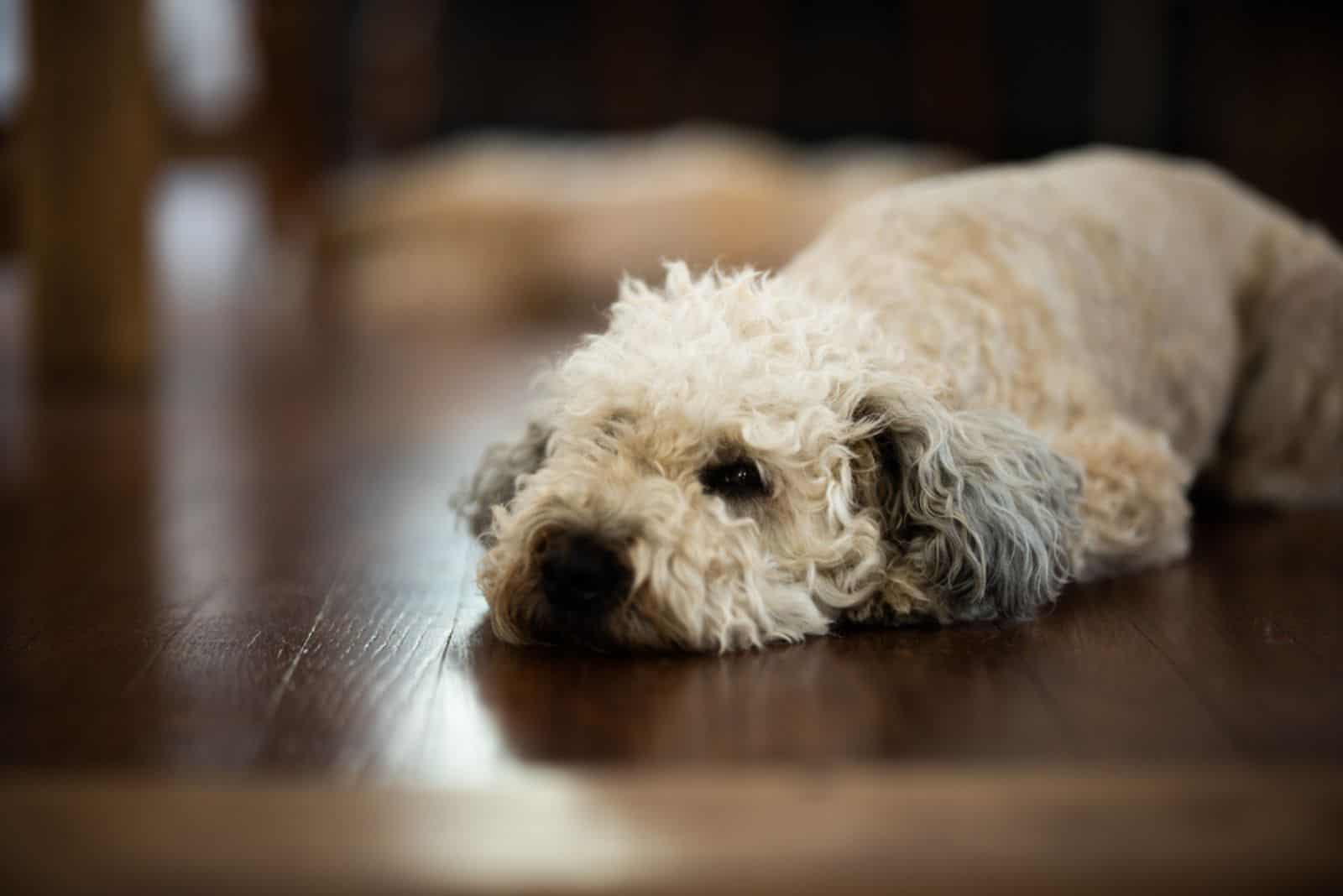 cute whoodle laying on the floor