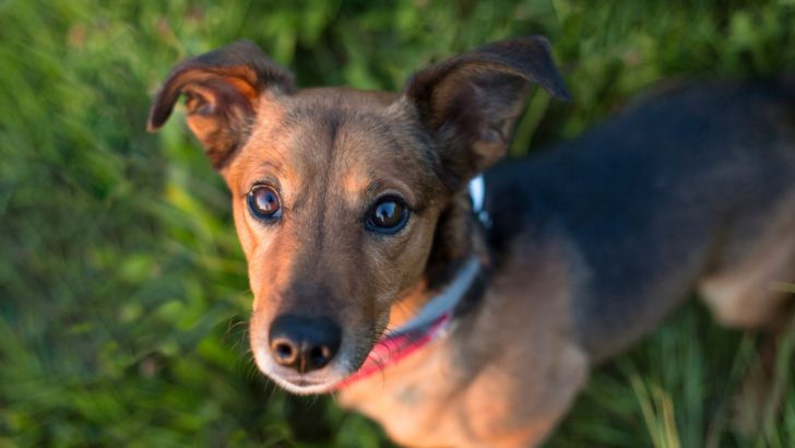 6 Dachshund Terrier Mixes For Every Owner