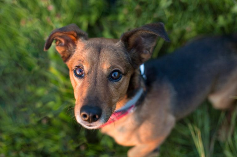 dachshund terrier mix