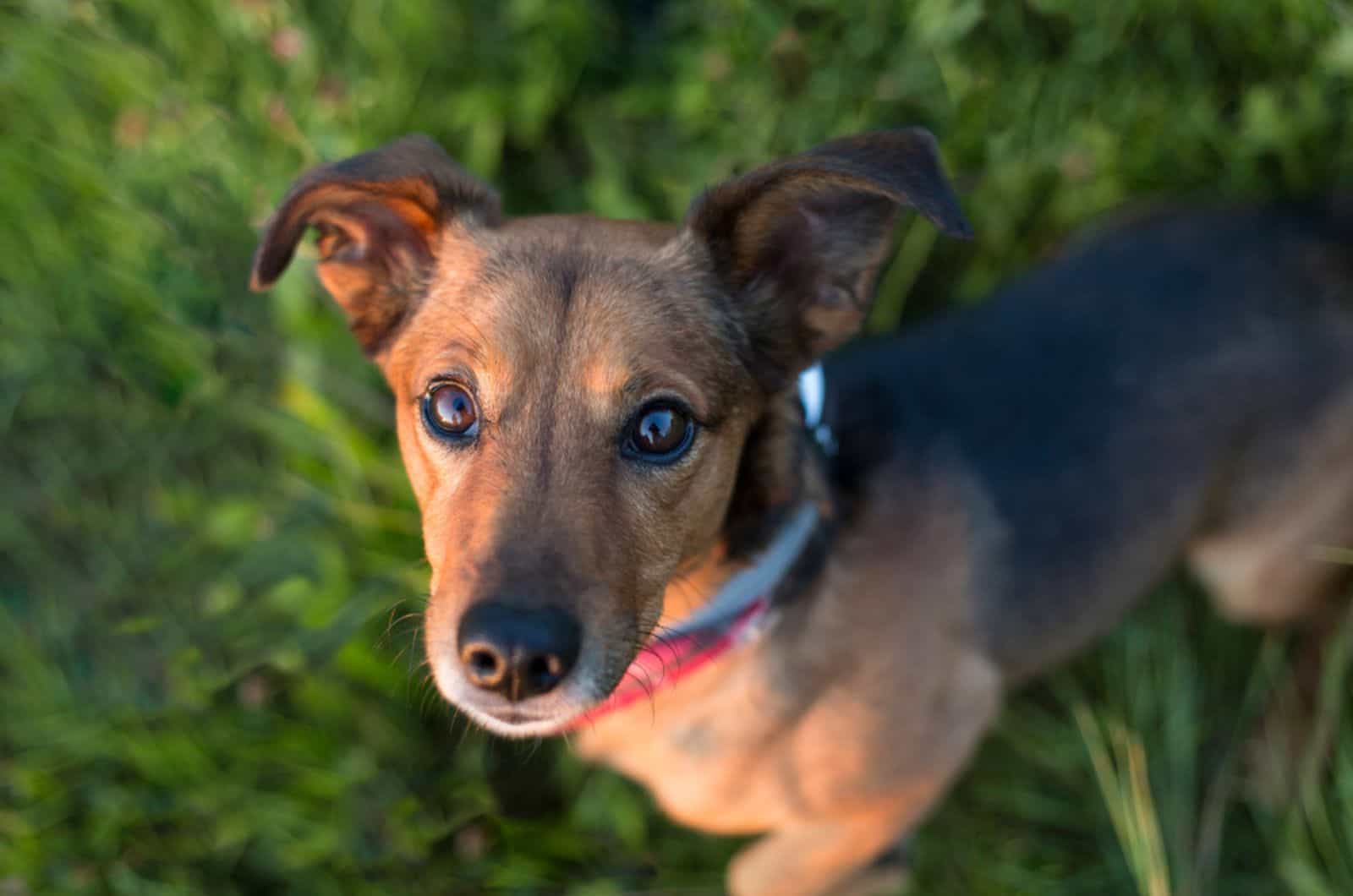 dachshund terrier mix