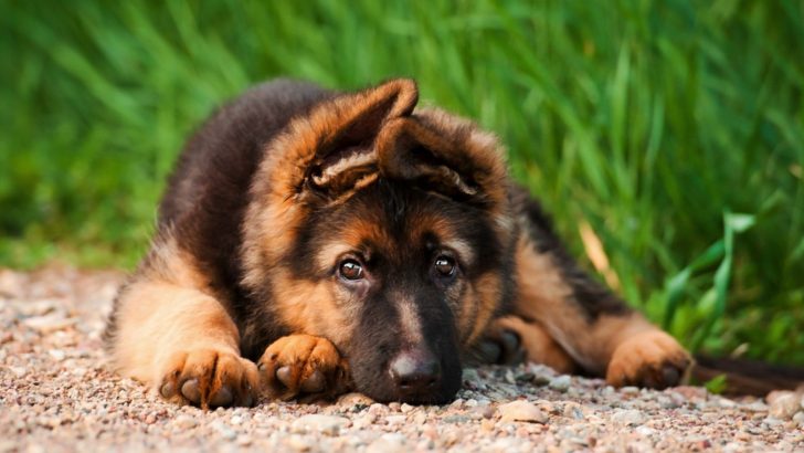 6 Dog Breeders In Toronto: The Best Of The Hogtown