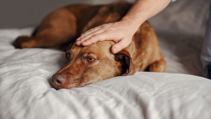 6 Home Remedies For Dog Constipation That Really Help