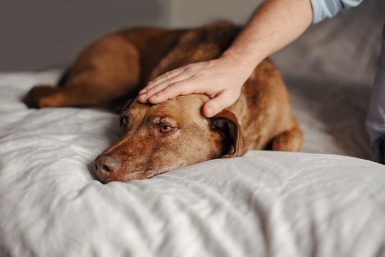 a sad dog is lying on the bed