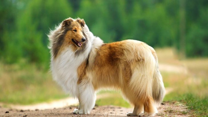 6 Rough Collie Breeders To Find Your Own Lassie
