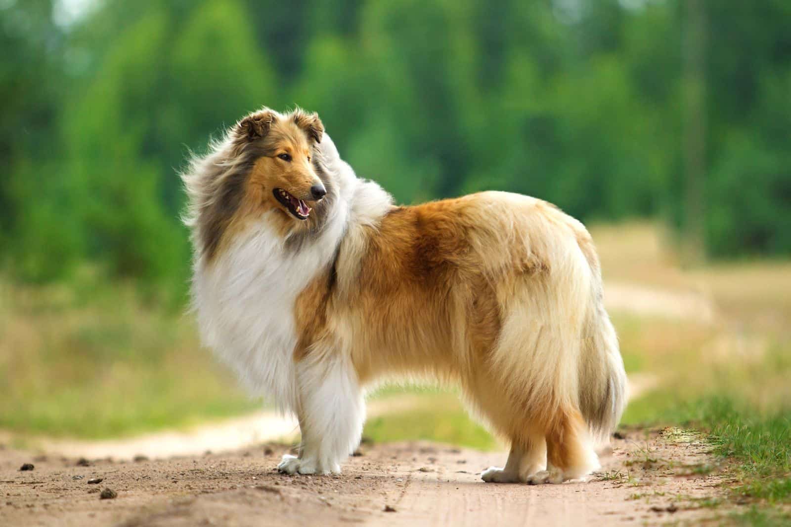 Rough Collie stands on the street and looks around