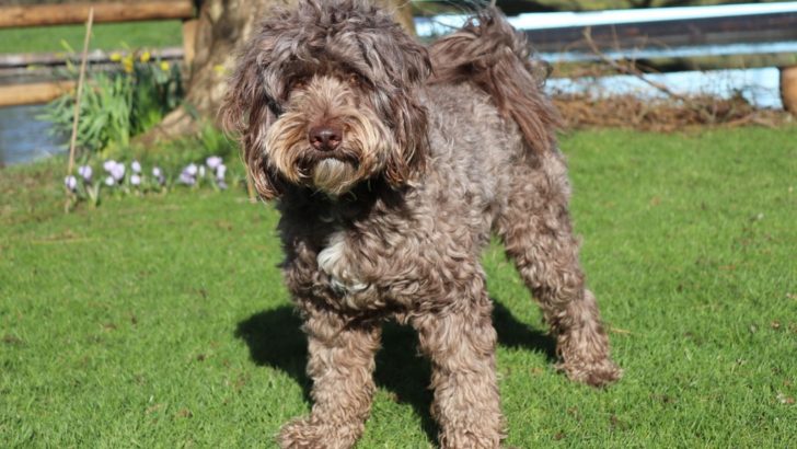 6 Sproodle Breeders With Puppies You’re Gonna Love