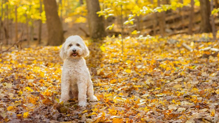 7 Australian Labradoodle Breeders In U.S. That You Will Love
