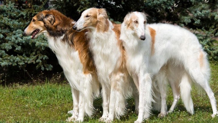 7 Best Borzoi Breeders In The US