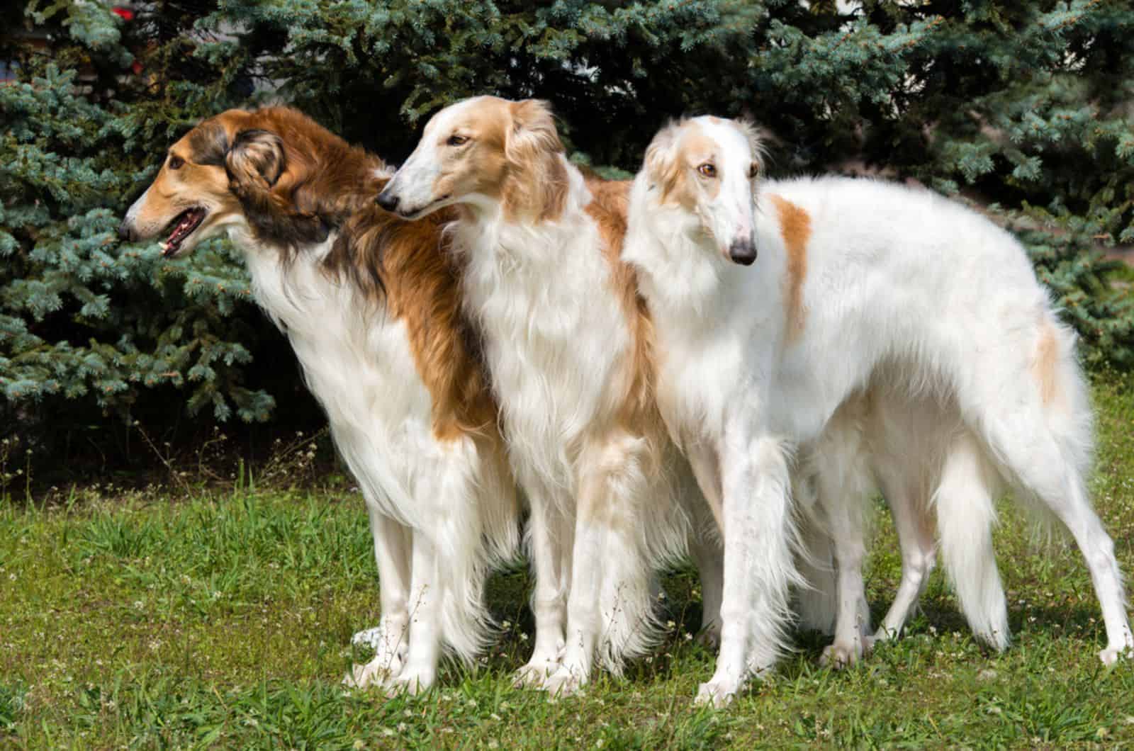 three borzoi dogs in the park