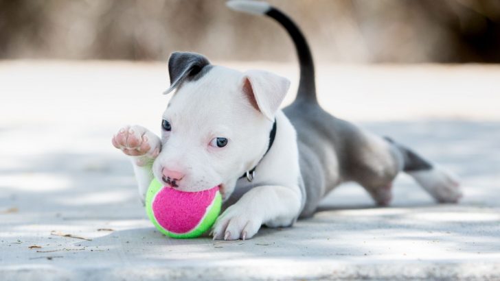 7 Best Chew Toys For Pitbulls Every Dog Owner Needs