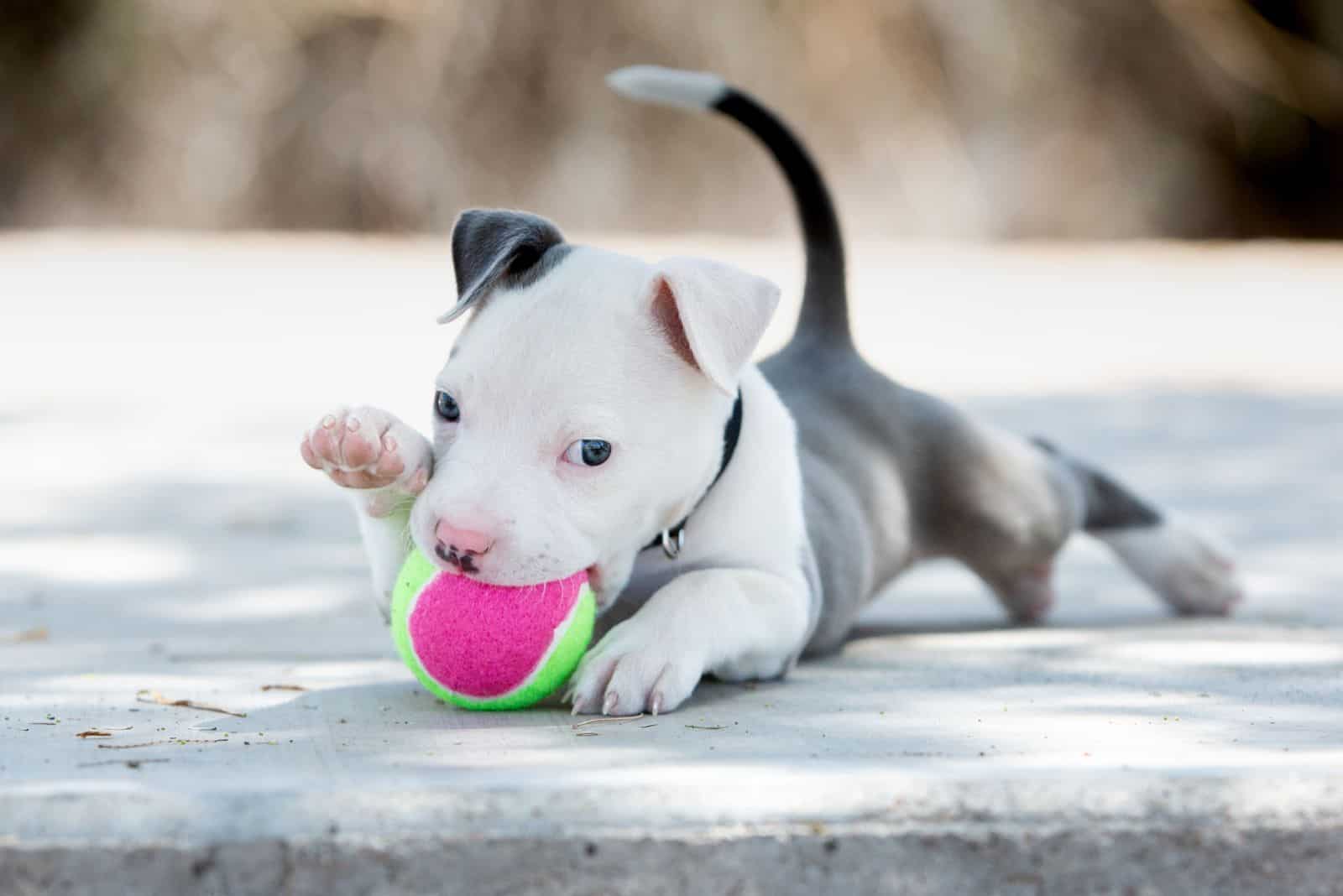 7 Best Chew Toys For Pitbulls Every Dog