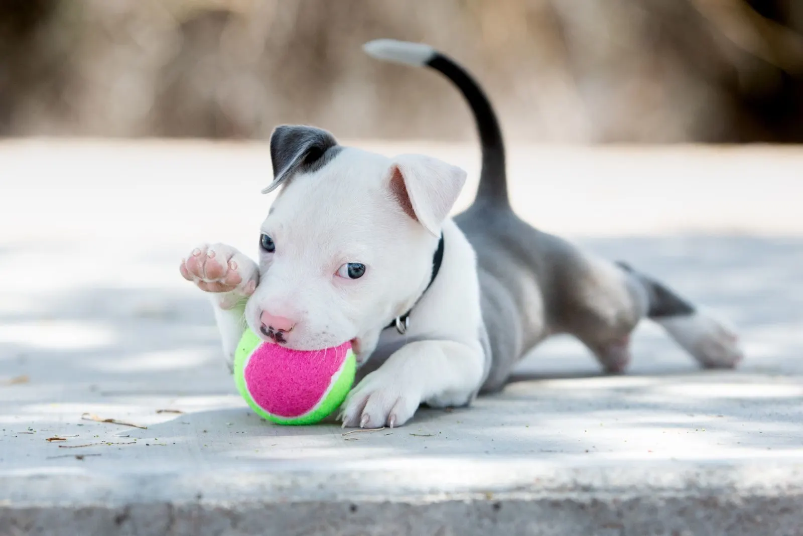 a pit bull puppy is chewing on a ball