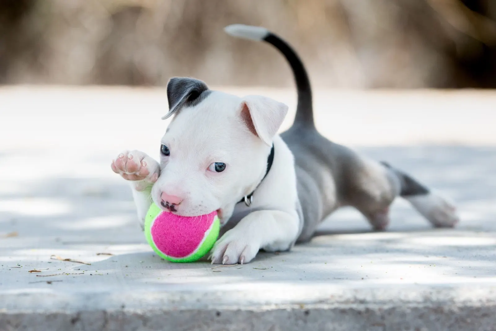 Best chew toys hotsell for pitbull puppies