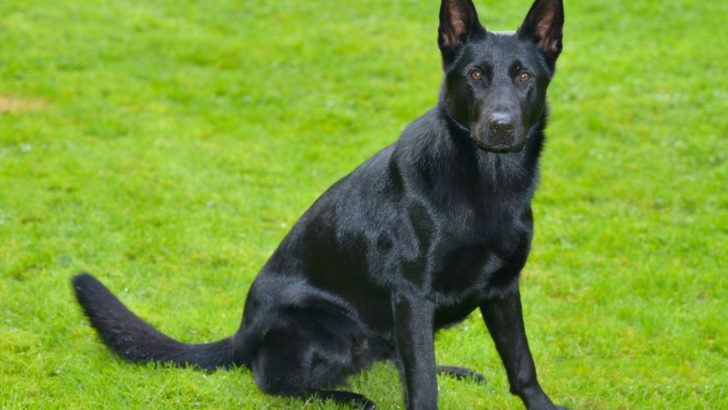 7 Blue German Shepherd Breeders To Test Your Luck