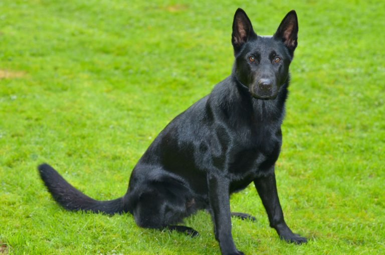 Blue German Shepherd sitting on grass