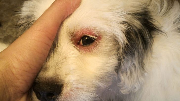 7 Eye-Opening Explanations For Why Are My Dog’s Eyes Red?