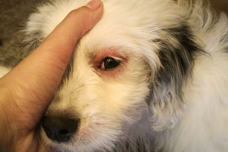 a white dog with a red eye